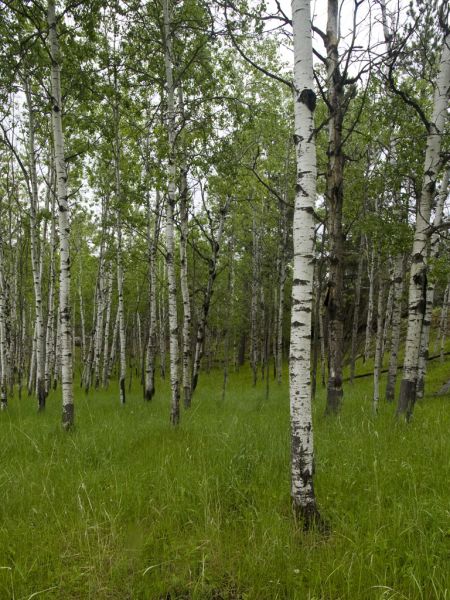 Aspens