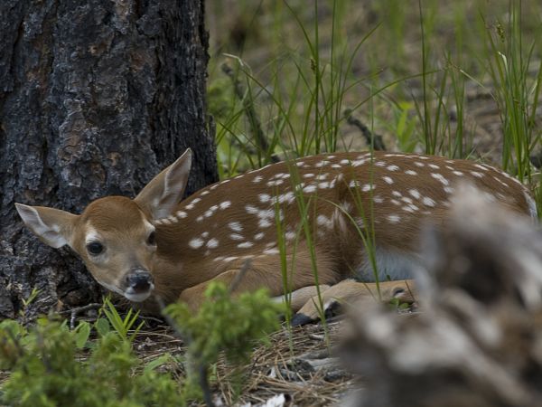 Tired Bambi 