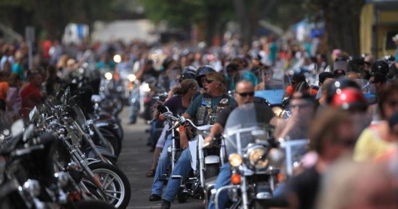 Hog Daze