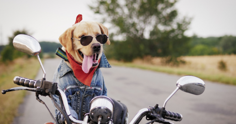 Hogs For Dogs:  Rescue Ride 
