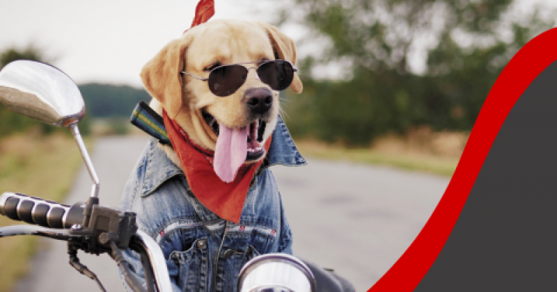 Pups and Powersports - Dog Adoption Event with JR's Pups-N-Stuff