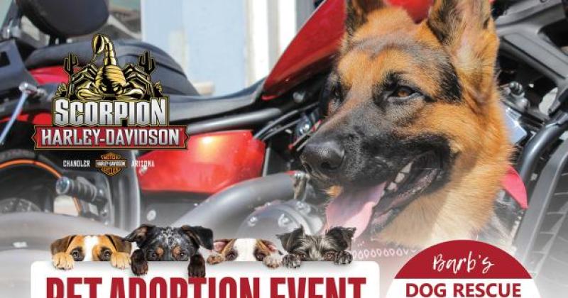 Barb's Dog Rescue Adoption Event & Pet Food Drive